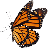 Schmetterling